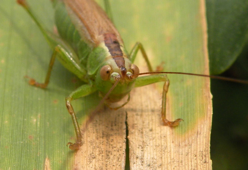 Conocephalidae?